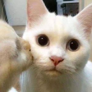 семён бакин