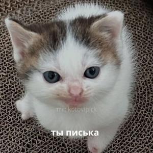 panica
