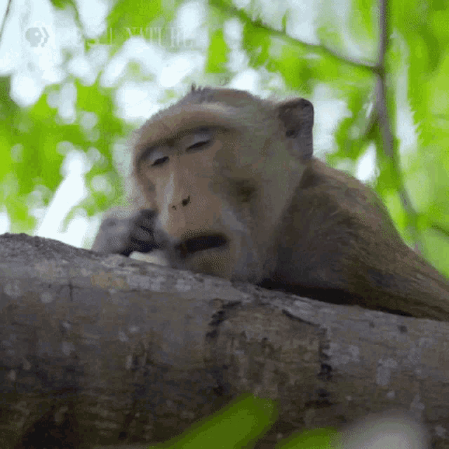 monkey-yawn